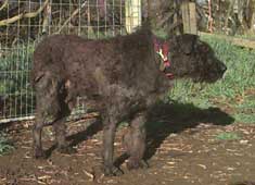 Mijoux after three hours of shearing. Still a long way to go.